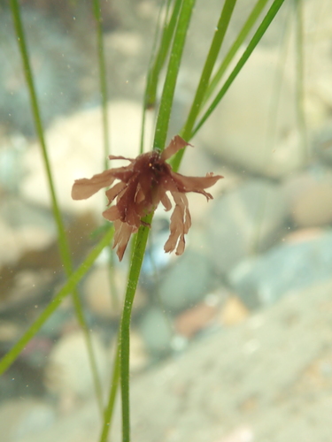 Representative image of Erythropeltidales