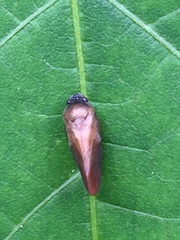 Eoscarta assimilis