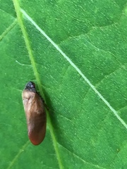 Eoscarta assimilis