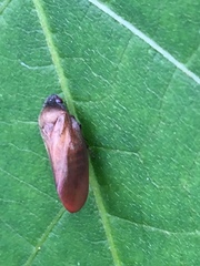 Eoscarta assimilis
