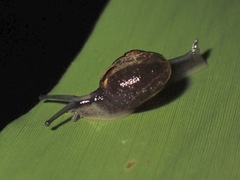 Helicarion permolle