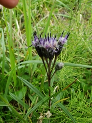 Saussurea angustifolia