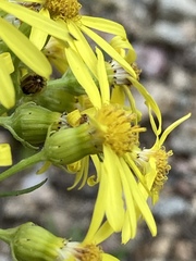 Senecio eremophilus kingii