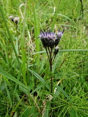 Saussurea angustifolia