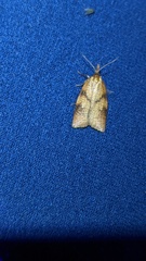 Sparganothis xanthoides