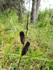Carex membranacea