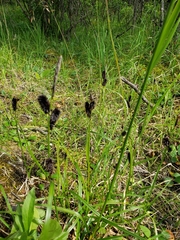 Carex membranacea