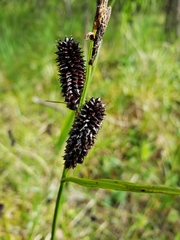 Carex membranacea