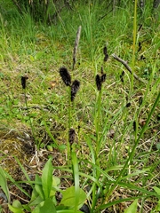 Carex membranacea