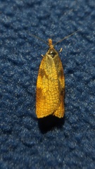 Sparganothis xanthoides