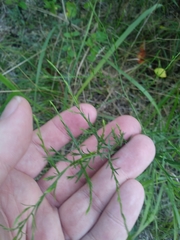 Symphyotrichum depauperatum
