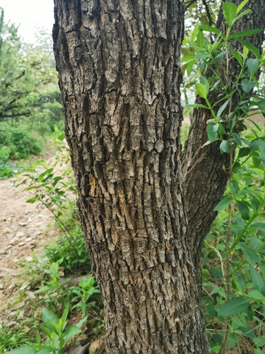 Quercus resinosa