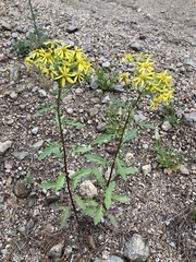 Senecio eremophilus kingii