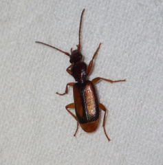 Polistichus connexus