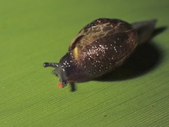 Helicarion permolle