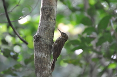 Xiphorhynchus atlanticus