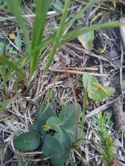 Micranthes virginiensis