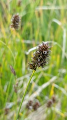 Carex hoodii
