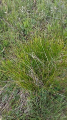 Carex hoodii