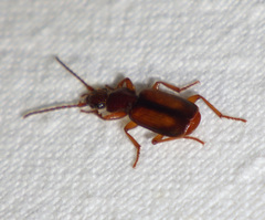 Polistichus connexus