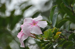 Mandevilla moricandiana