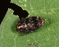 Brachys ovatus
