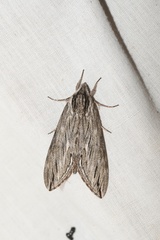 Sphinx canadensis