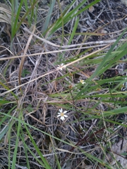 Symphyotrichum depauperatum