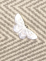 Hydrelia albifera