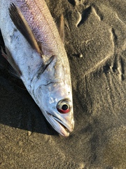 Merluccius productus