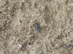 Ellipes minuta