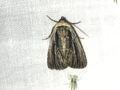 Sympistis badistriga