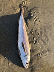 Merluccius productus