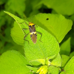 Hypselonotus lineatus