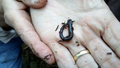 Plethodon glutinosus