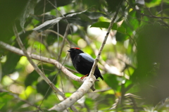 Chiroxiphia pareola