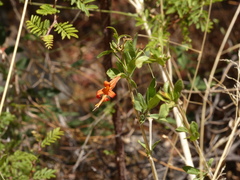 Anisacanthus thurberi