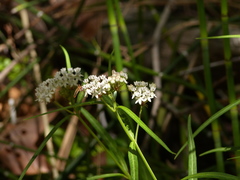 Asclepias angustifolia