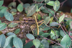 Phraortes stomphax