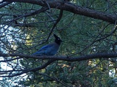 Cyanocitta stelleri