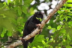 Alouatta belzebul