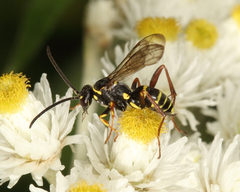 Ceropales maculata