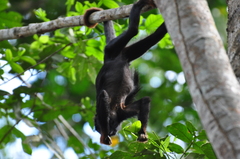 Alouatta belzebul