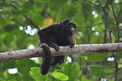 Alouatta belzebul
