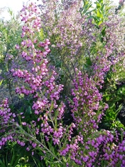 Erica nutans
