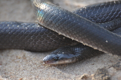 Pseudoboa nigra