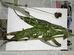 Cirsium heterophyllum