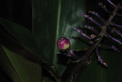 Dichorisandra thyrsiflora