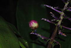 Dichorisandra thyrsiflora