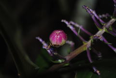 Dichorisandra thyrsiflora